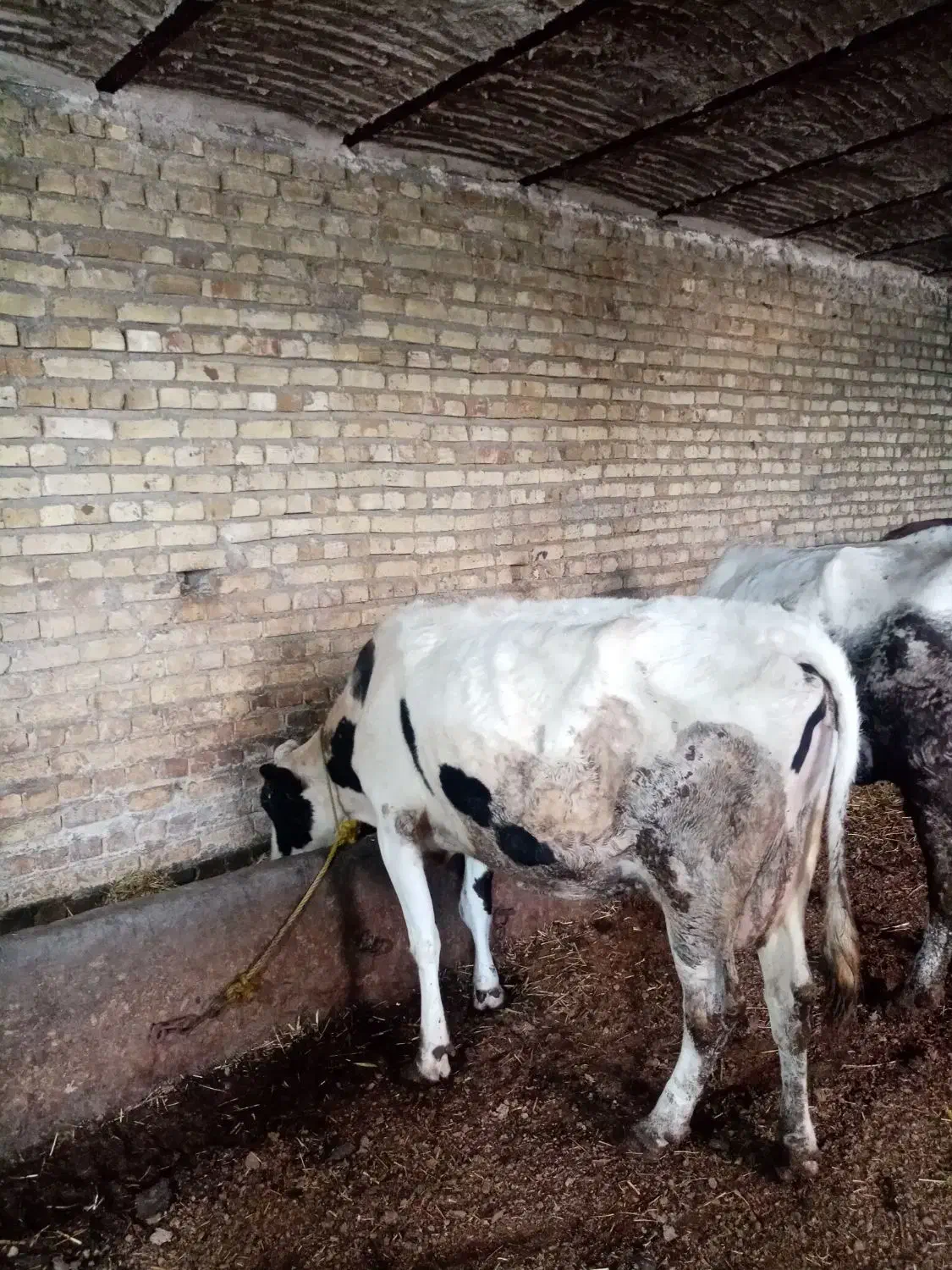 گاوشیری|حیوانات مزرعه|مهربان, |دیوار