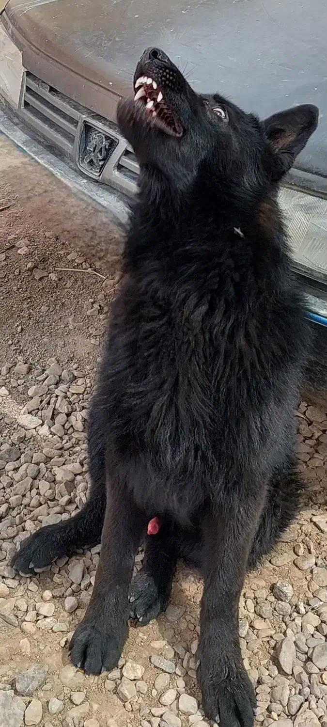 گمشده ب یابنده ده میلیون مژدگانی میدم|حیوانات|کرمان, |دیوار