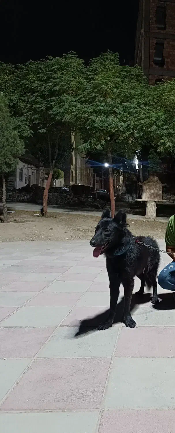 سگ ژرمن بلک نر ۹ماهه نژاد ورک لاین|سگ|بهارستان, |دیوار