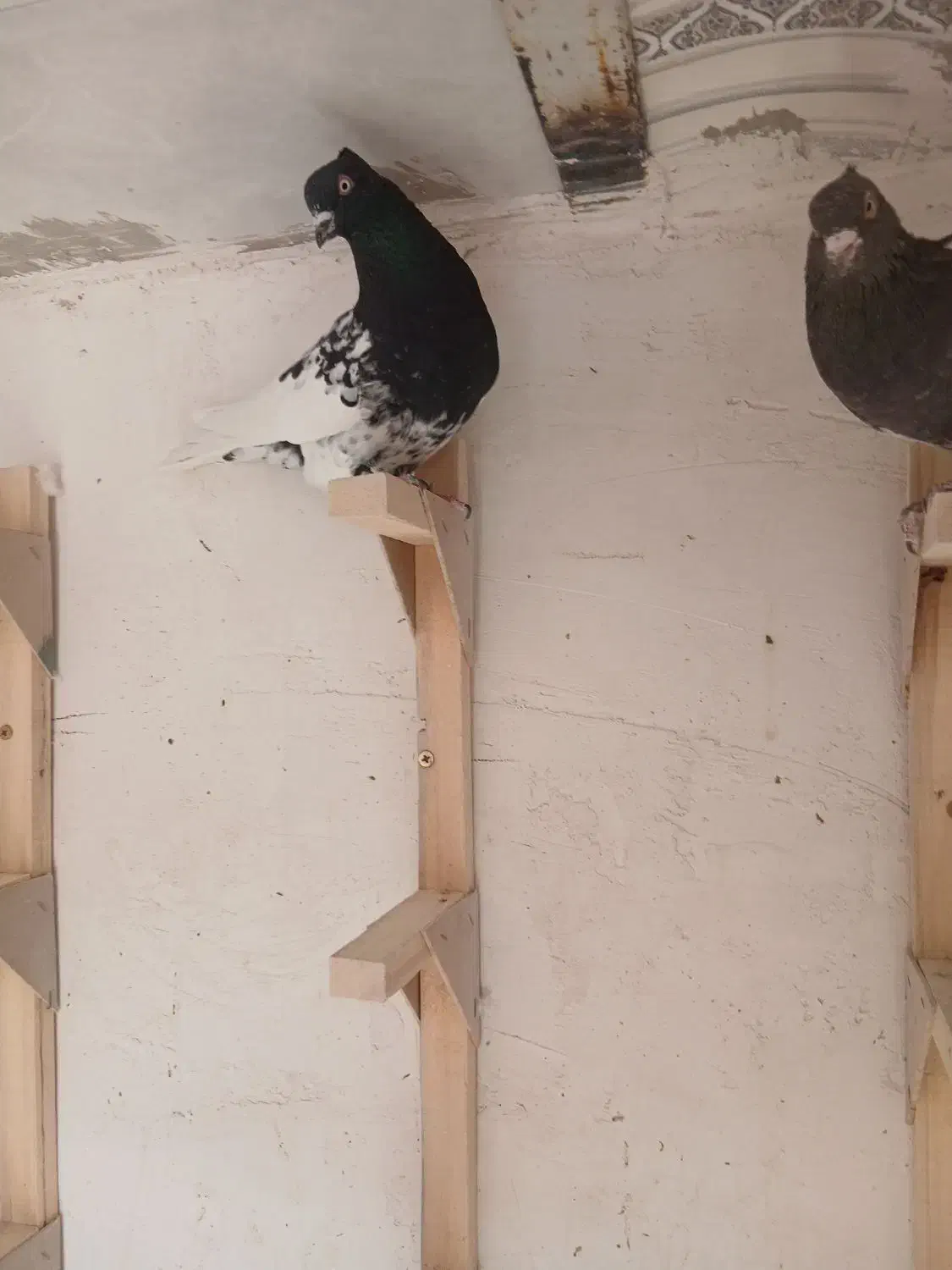 کله سیاه جوون|پرنده|شیراز, شهرک فرزانگان|دیوار