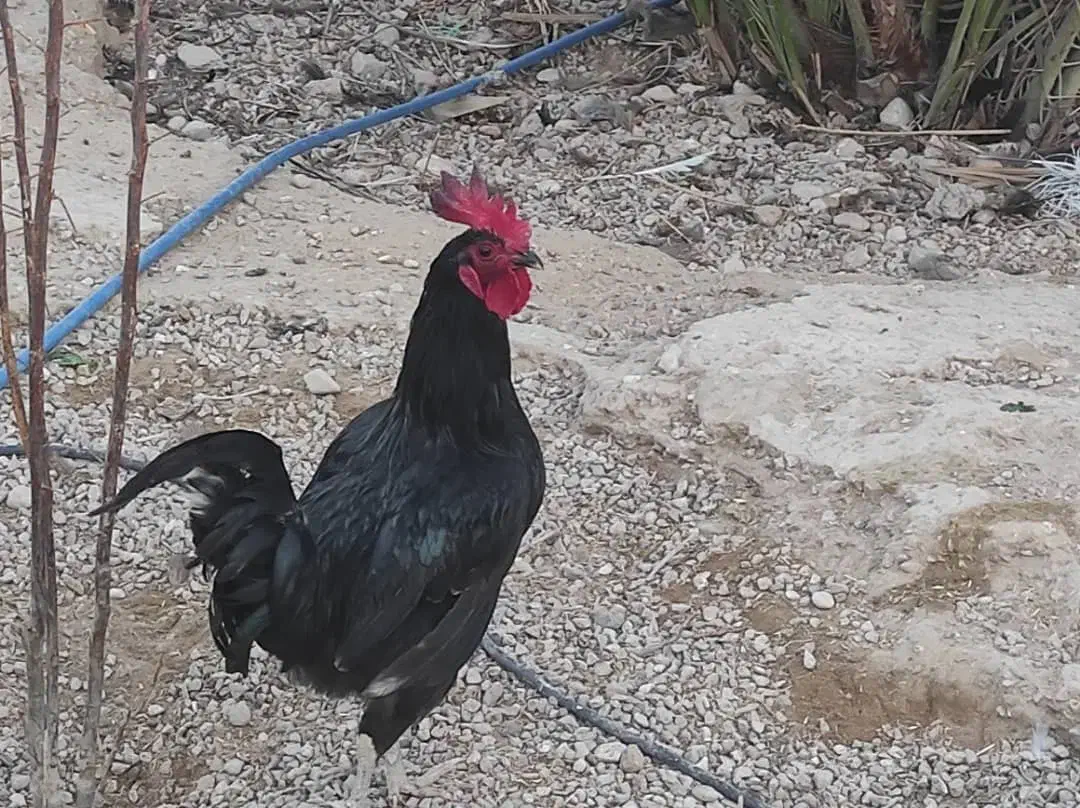 چند عدد خروس یک ساله محلی حنایی|حیوانات مزرعه|اهرم, |دیوار