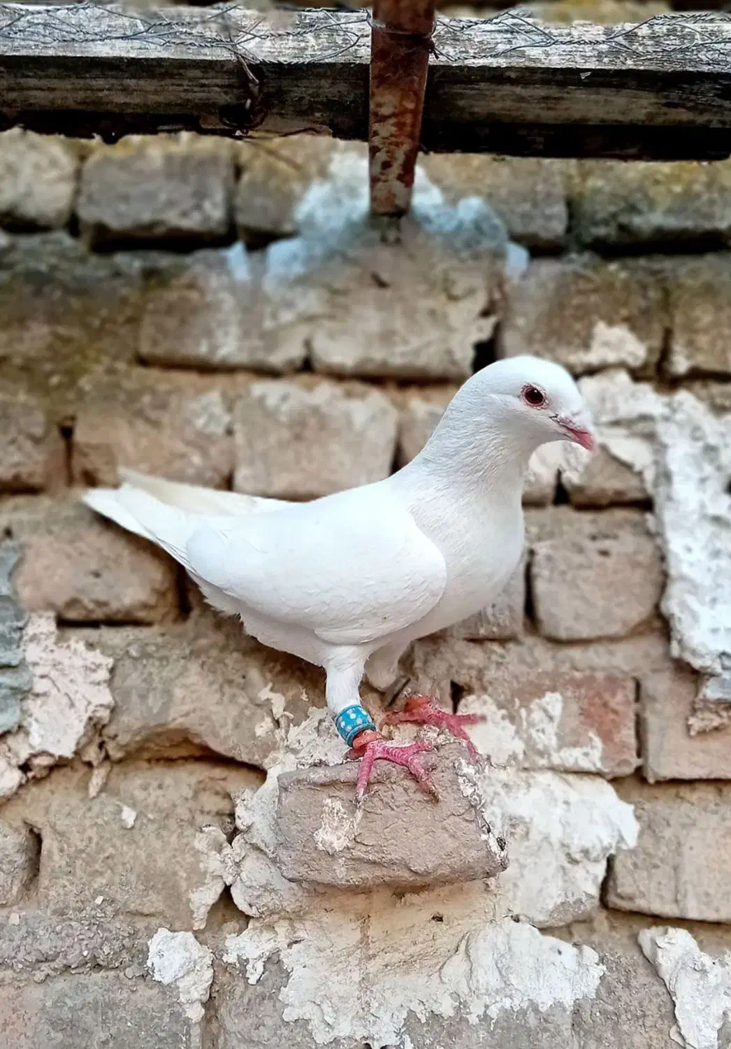 تعدادی کبوتر|پرنده|سمنان, |دیوار