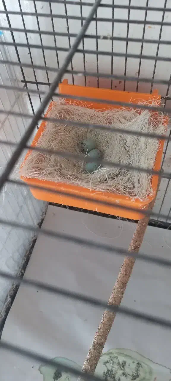 جفت قناری|پرنده|یزد, |دیوار