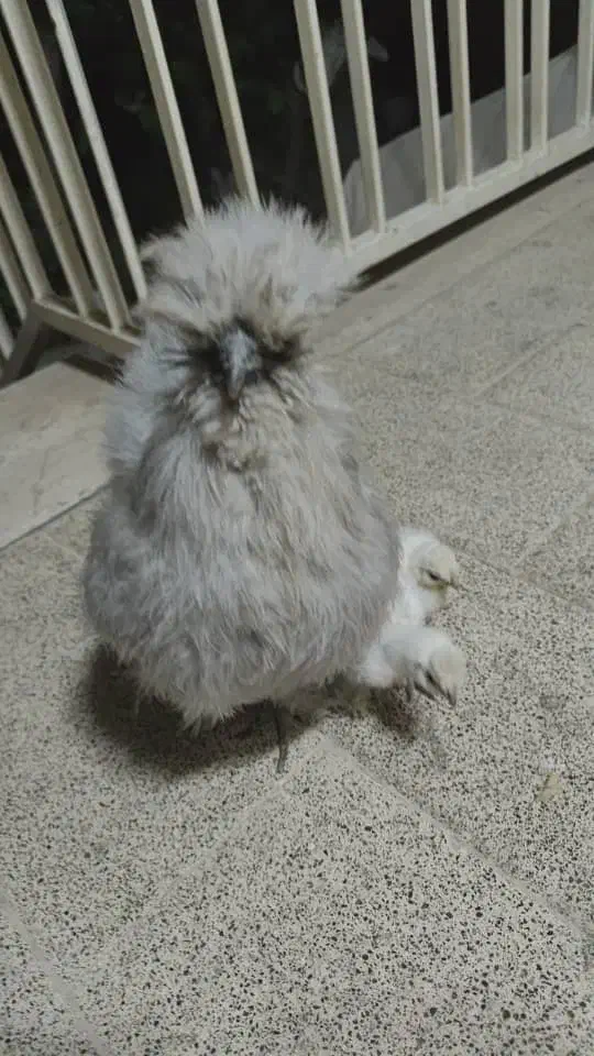 مرغ و خروس مولد ابریشمی نژاد دار|حیوانات مزرعه|تهران, قیام|دیوار