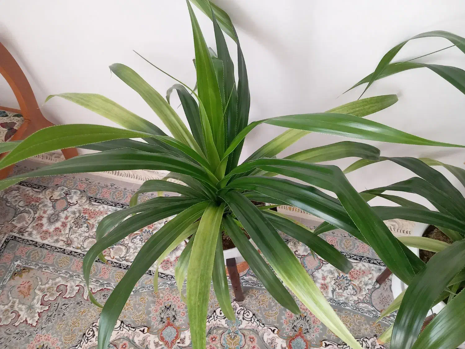 فروش گل پاندانوس|گل و گیاه طبیعی|تربتحیدریه, آغوی|دیوار