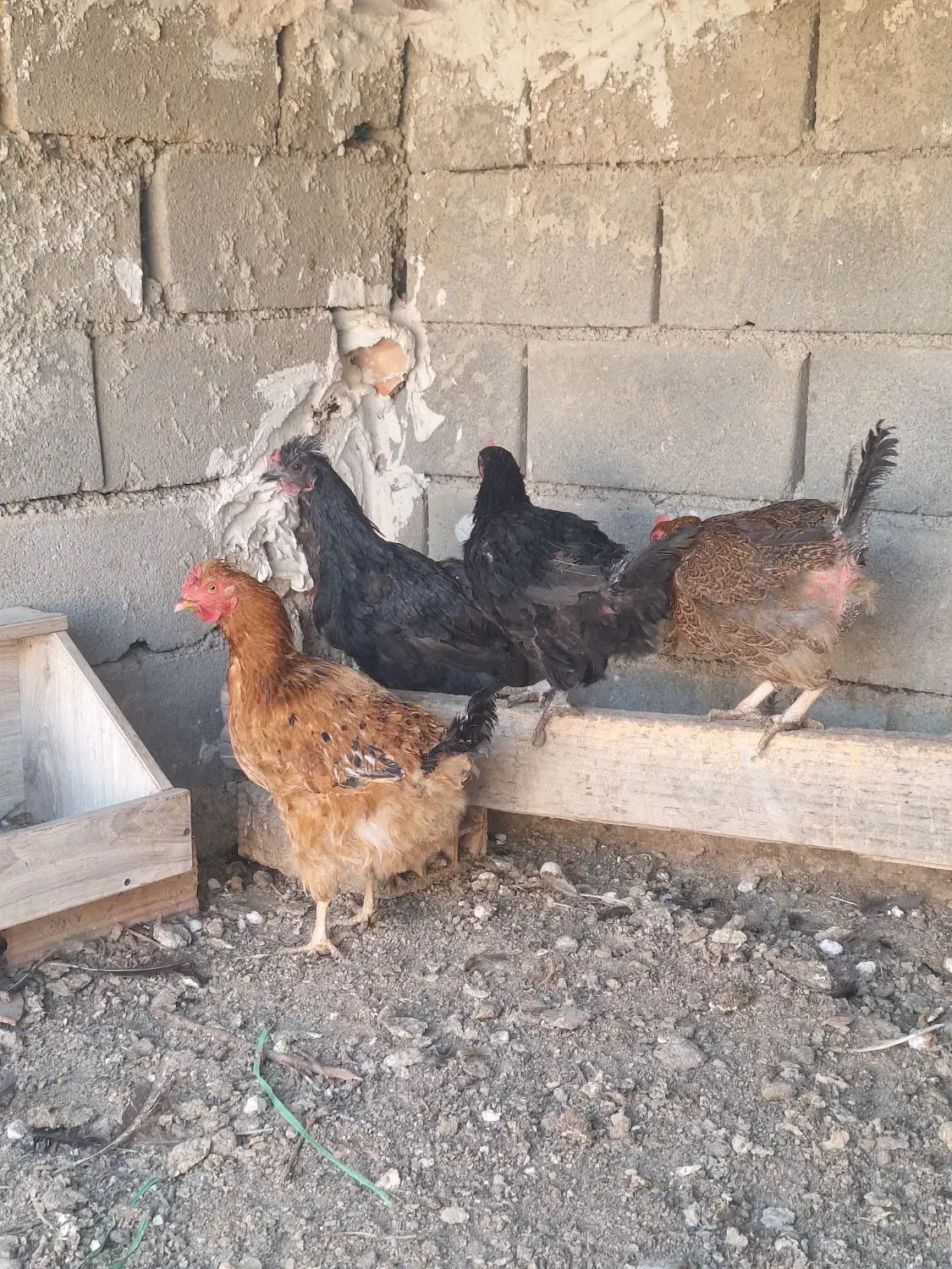 مرغ تخم گذار|حیوانات مزرعه|پاکدشت, خاتون آباد|دیوار