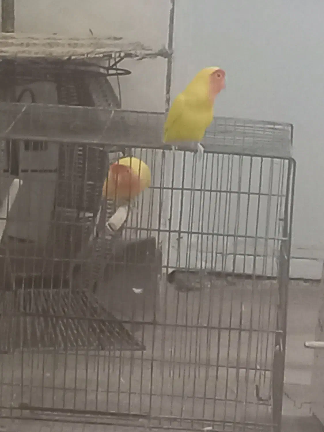 کوتوله برزیلی|پرنده|قم, رضویه|دیوار