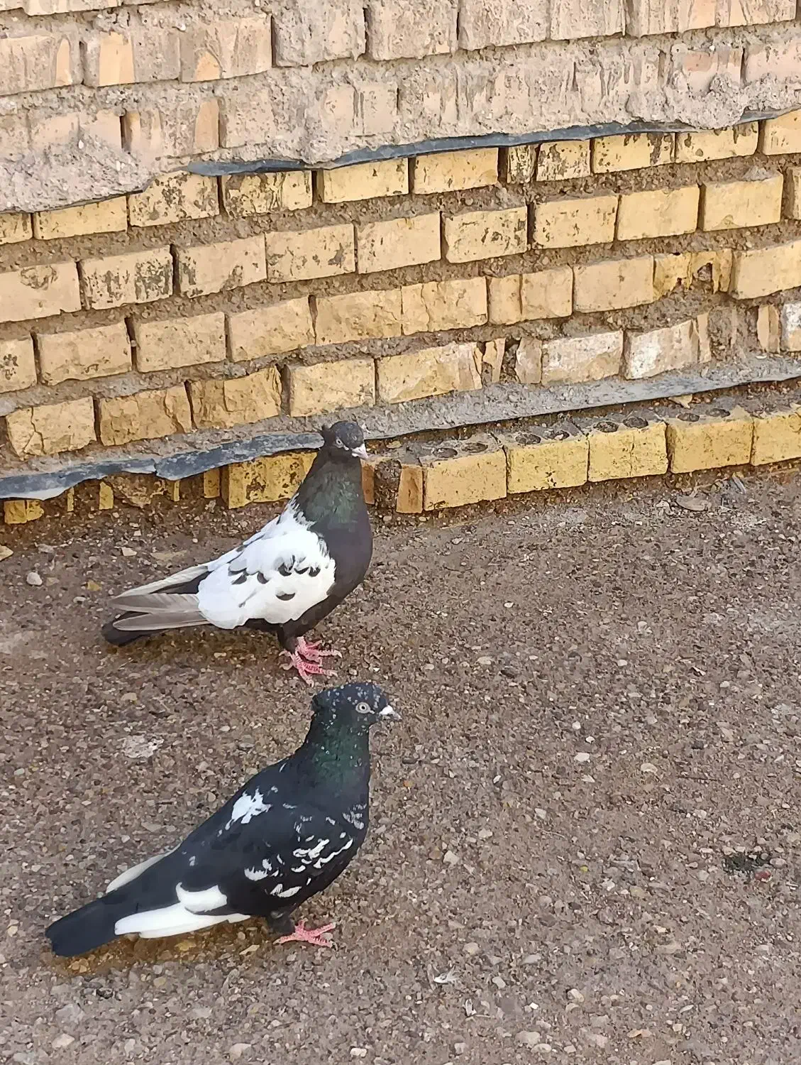 کبوتر|پرنده|سوسنگرد, |دیوار