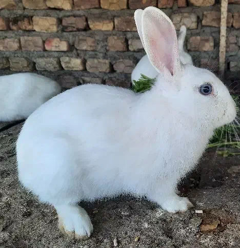 خرگوش مولد|موش و خرگوش|گنبد کاووس, |دیوار