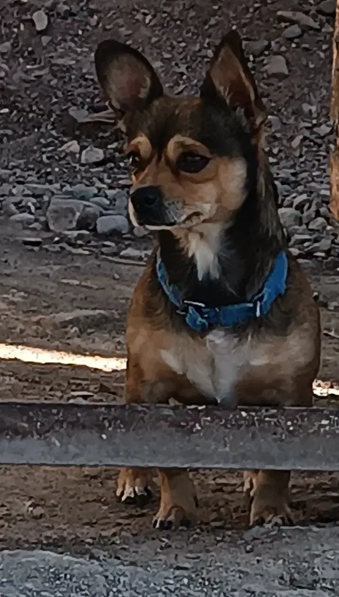 شیواوانر|سگ|بم, |دیوار