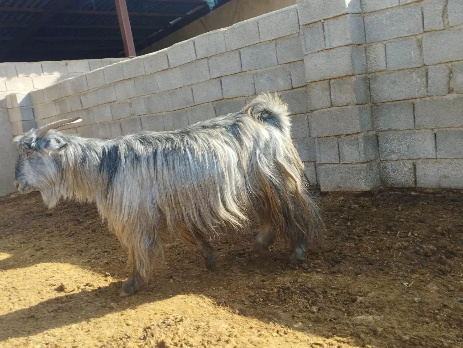 بزشهرکردی|حیوانات مزرعه|شیراز, کرونی(خاتونک)|دیوار