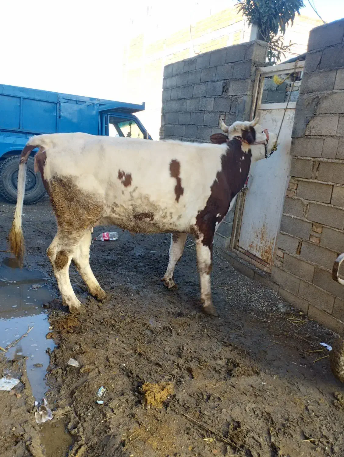 گاو آبست|حیوانات مزرعه|مینودشت, |دیوار