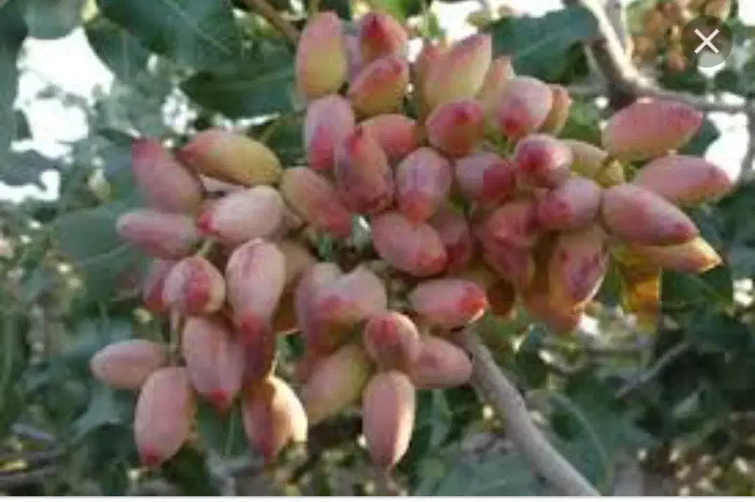 باغ پسته بارده حبیب آباد|فروش خانه و ویلا|حبیب آباد, |دیوار