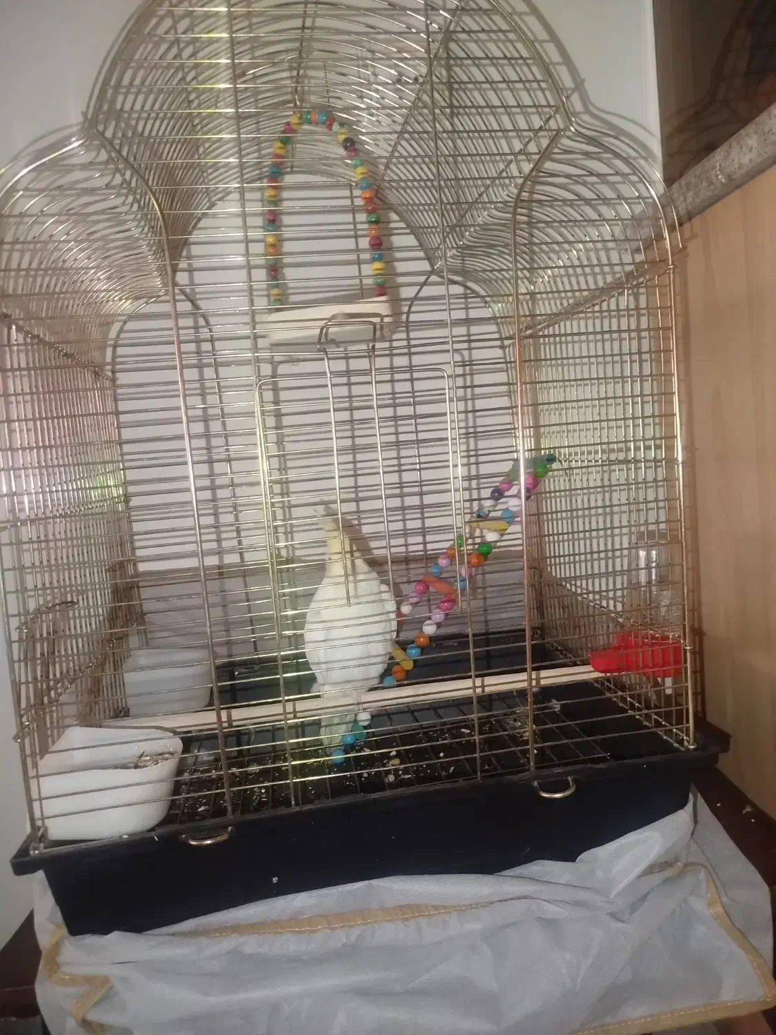 عروس هلندی با قفس،یک میلیون و شیصد|پرنده|اصفهان, شهرک کاوه|دیوار