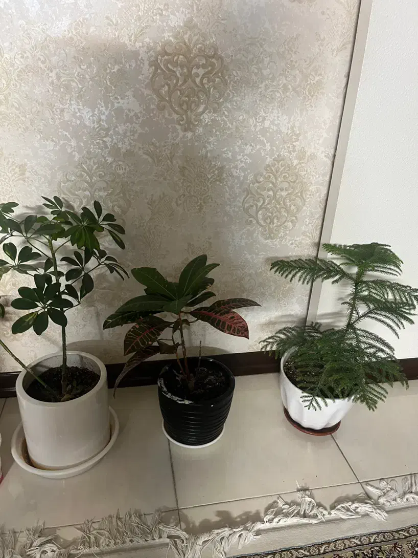 گل و گلخانه|گل و گیاه طبیعی|اصفهان, پروین|دیوار