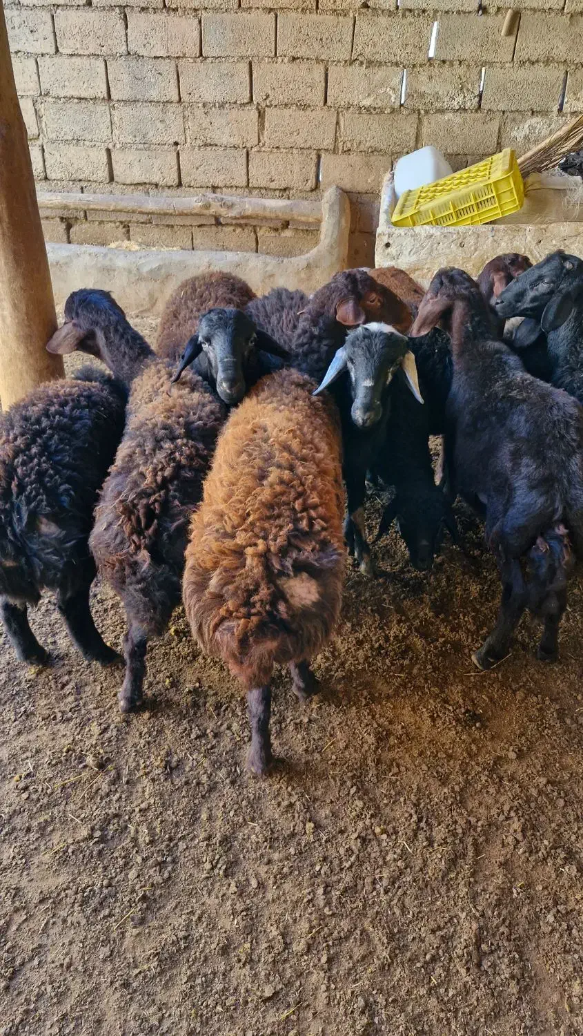 بره نر|حیوانات مزرعه|ماهنشان, |دیوار