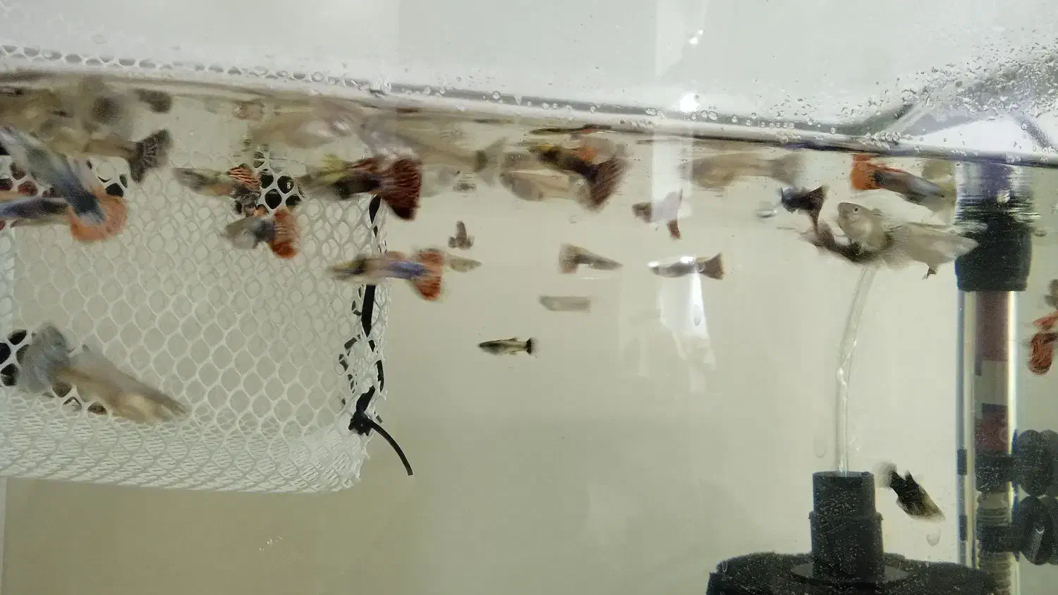 30عدد ماهی گوپی بیگ ایر چمپیون مولد شکم پر|ماهی|تهران, والفجر (افسریه)|دیوار