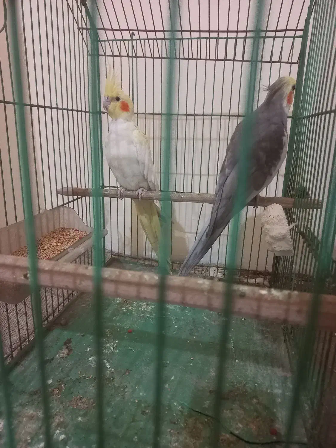 عروس هلندی جفتی ۲۵۰۰۰۰۰ با قفس|پرنده|پردیس, فاز ۱۱|دیوار