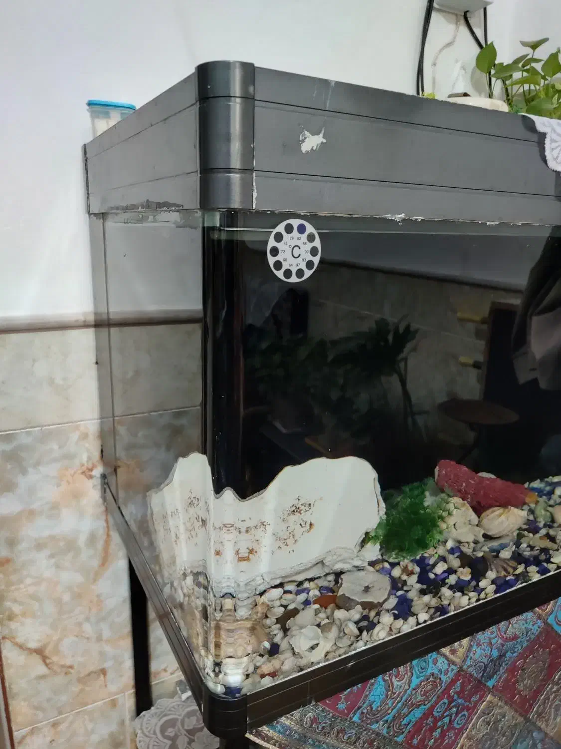 ماهی|ماهی|قم, ولیعصر|دیوار