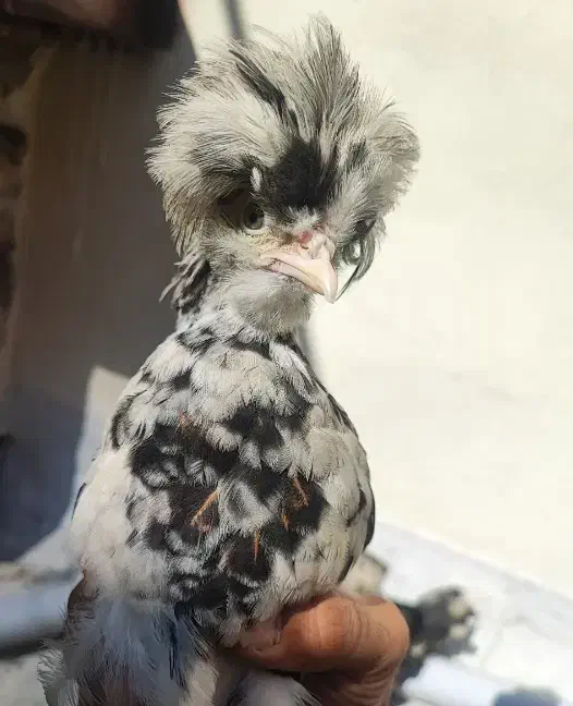 جوجه نیمچه، ریشو ،کاکلی و پا پر|حیوانات مزرعه|گلپایگان, |دیوار