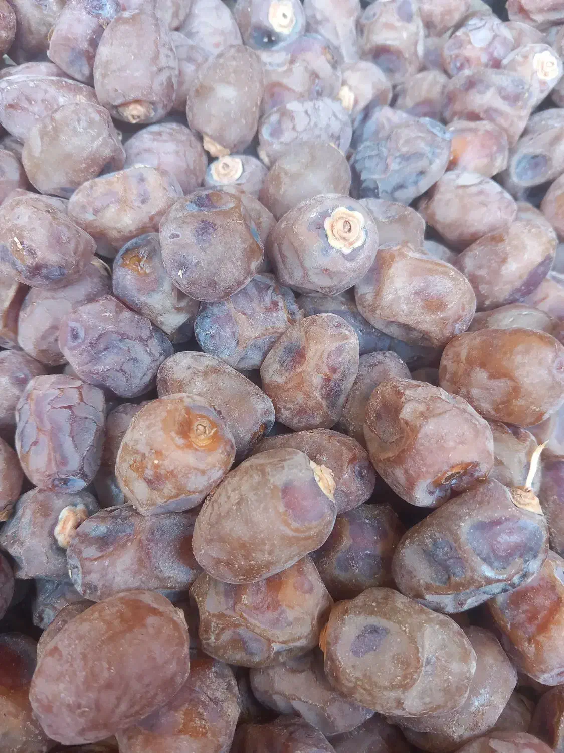 خرمای برحی آبادان|خوردنی و آشامیدنی|اهواز, اسلام آباد غربی|دیوار