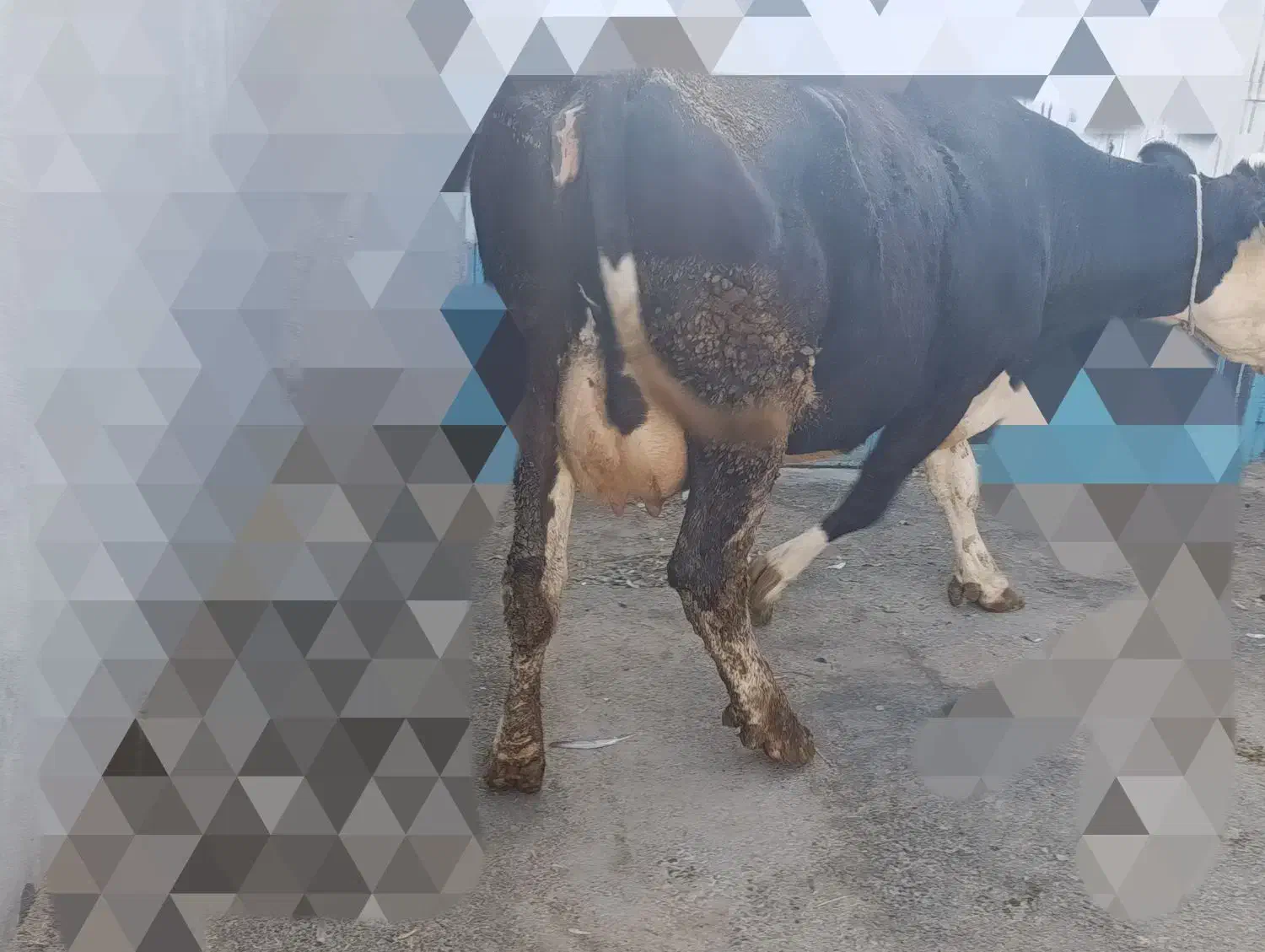 گاو سیمینتال|حیوانات مزرعه|جونقان, |دیوار