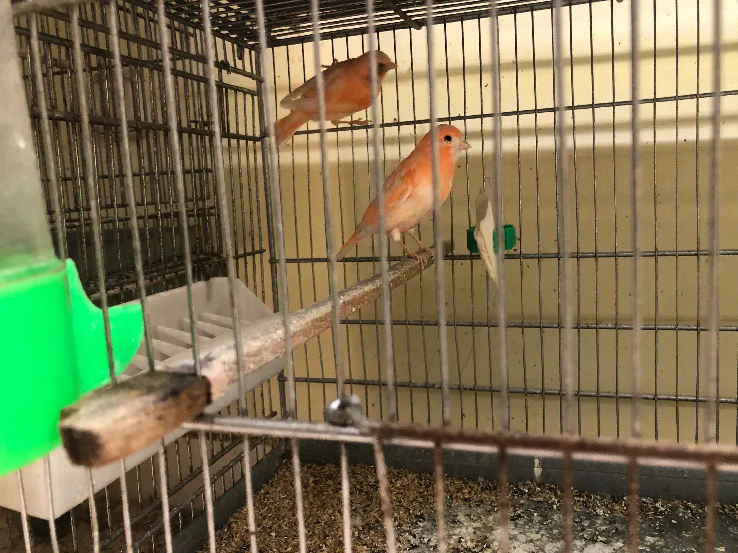 انواع قناری نر همه یکساله همگی بخوان|پرنده|گرگان, |دیوار