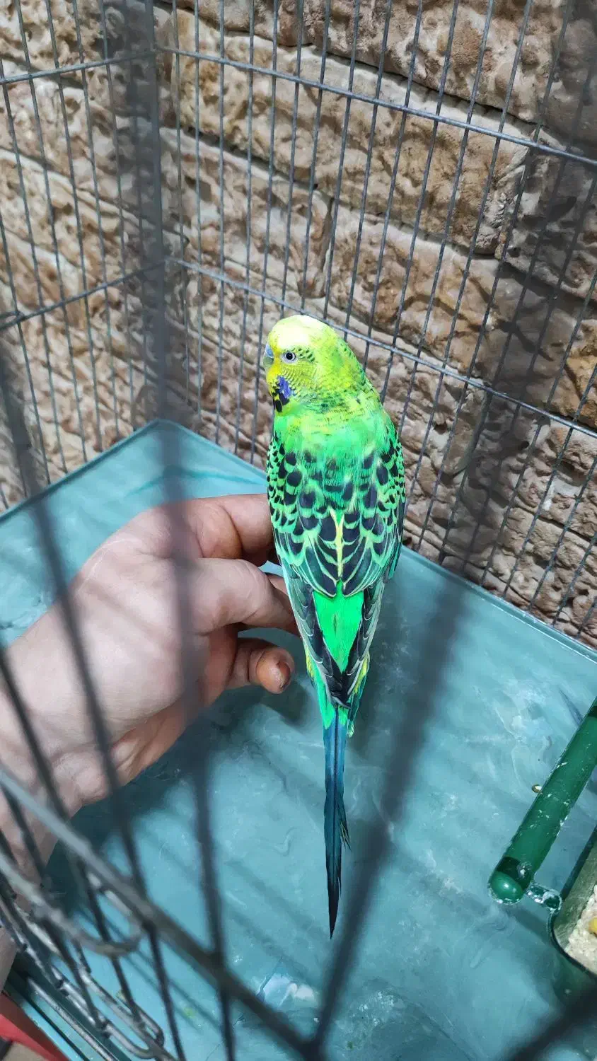 مرغ عشق|پرنده|قرچک, پویینک|دیوار