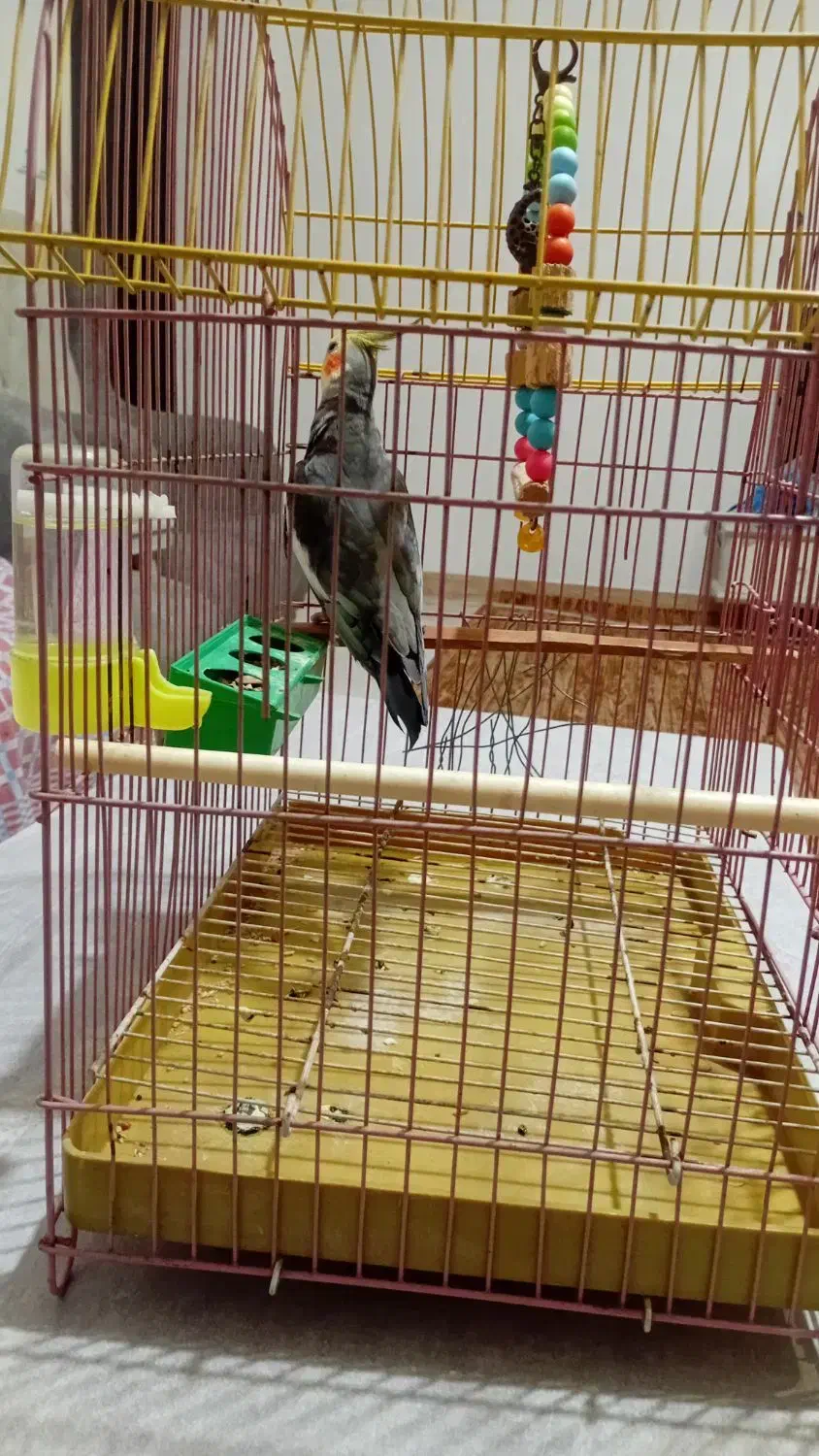 عروس هلندی نر، سالم باقیمت مناسب|پرنده|رشت, ولکس|دیوار