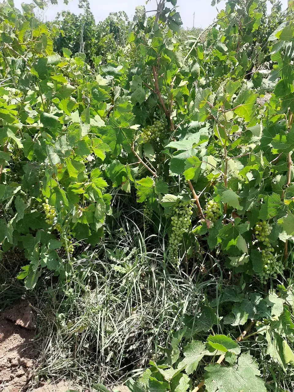 زمین با سهمیه آب موتور معاوضه با ماشین|فروش زمین و ملک کلنگی|قزوین, |دیوار