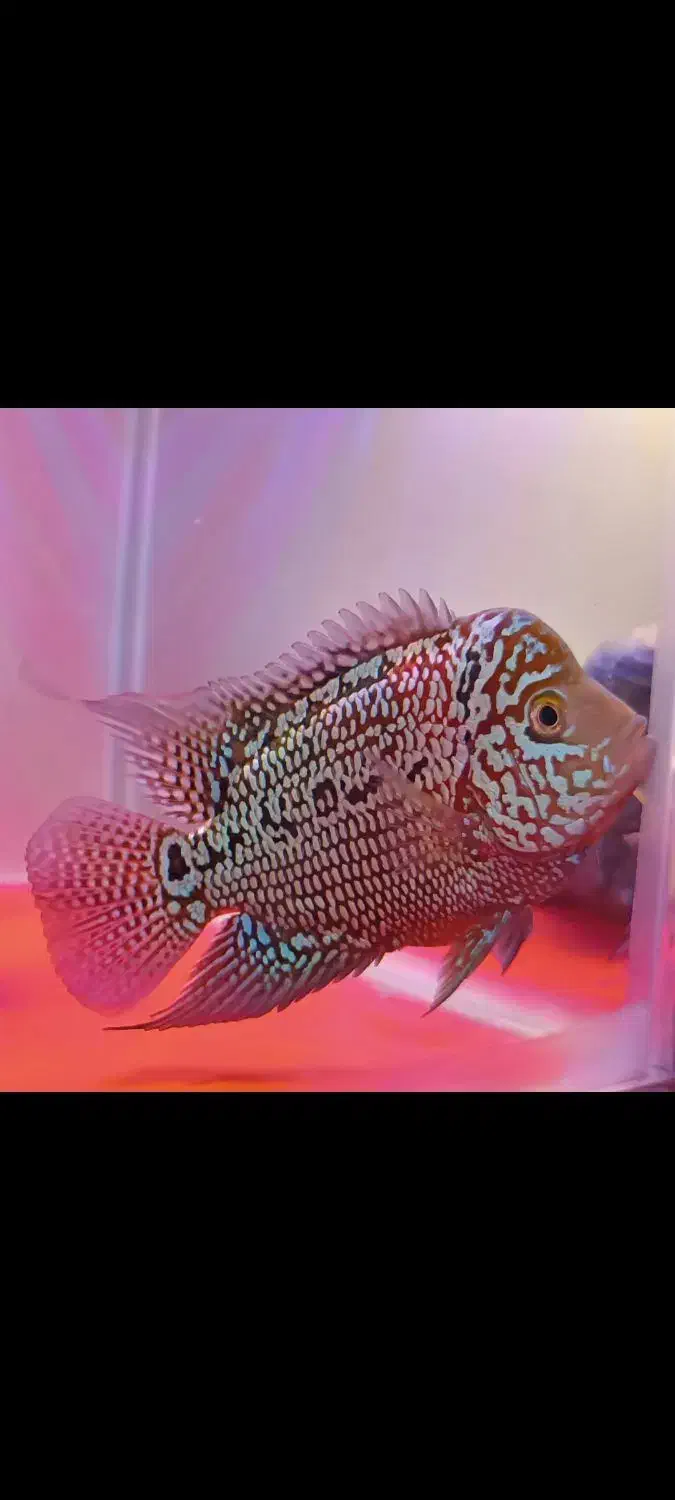 یدونه ماهی فلاور بخر با ۲تا هدیه|ماهی|ری, شهادت|دیوار