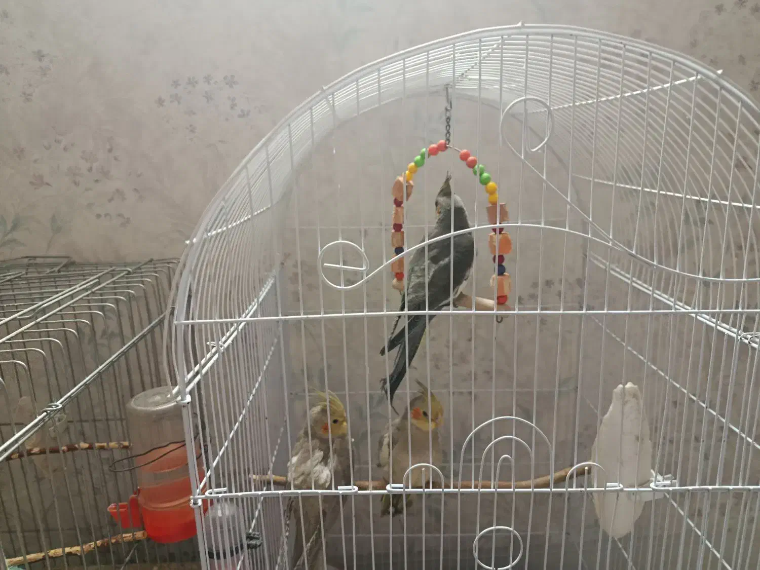 عروس هلندی|پرنده|خمینیشهر, |دیوار