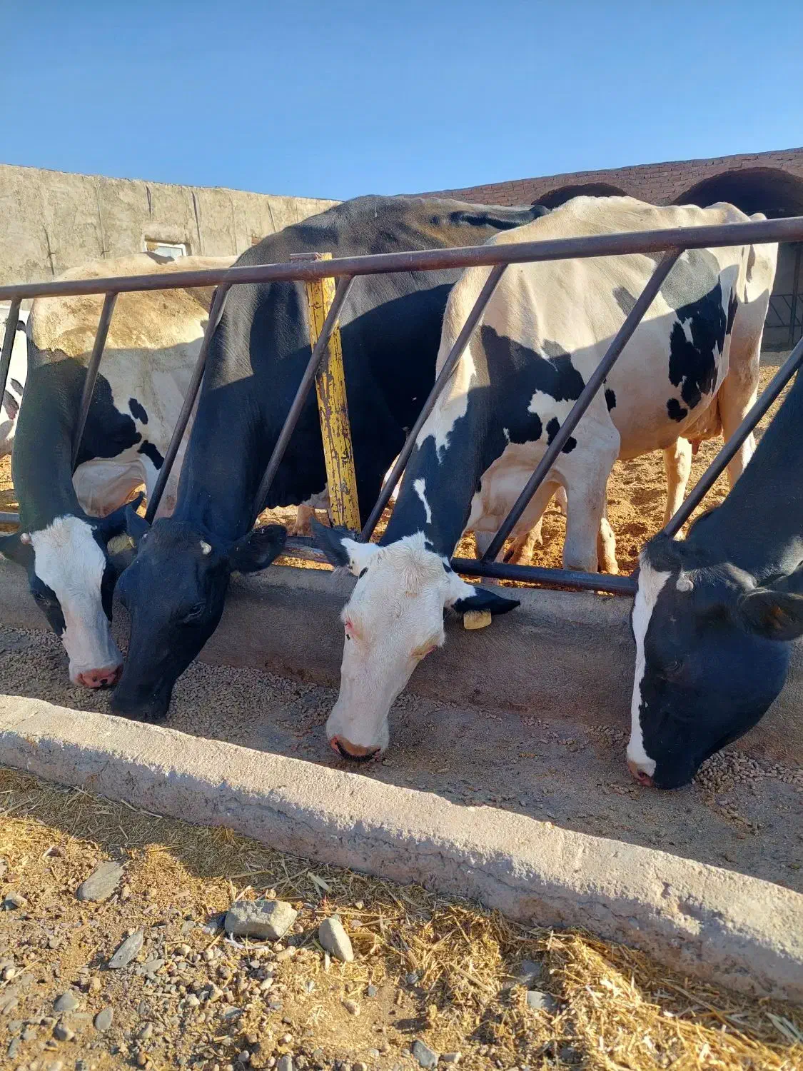 گاو شیری درجه یک|حیوانات مزرعه|نیشابور, شریعتی|دیوار