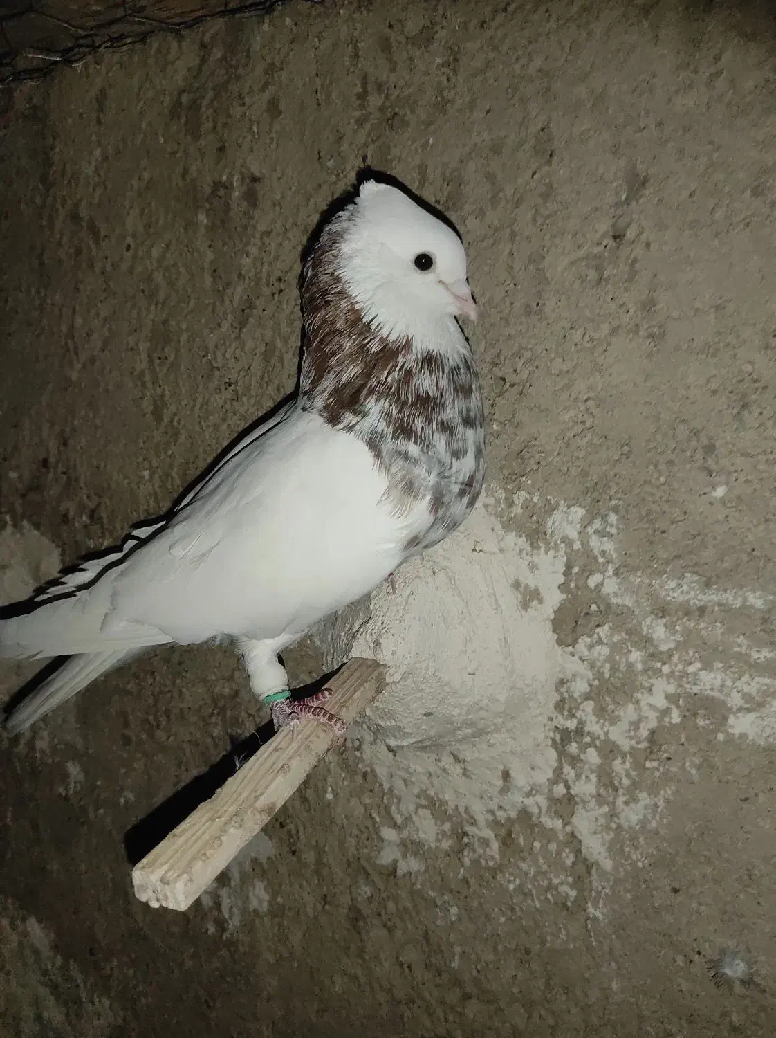 طوق شازده نر شش دنگ کشیده درشت مست|پرنده|مرودشت, رامجرد یک|دیوار