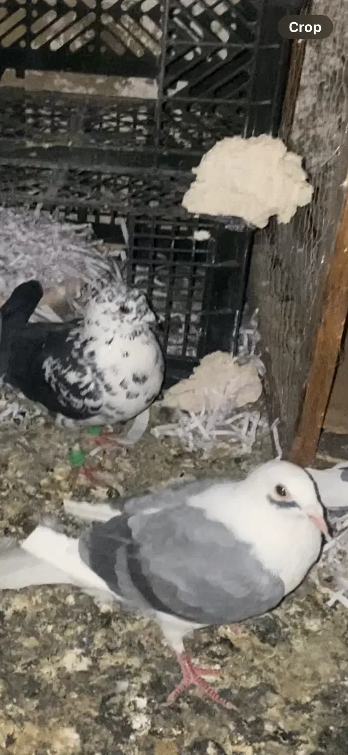 سوسکی بزک|پرنده|تربت‌حیدریه, کلاته توکلی|دیوار