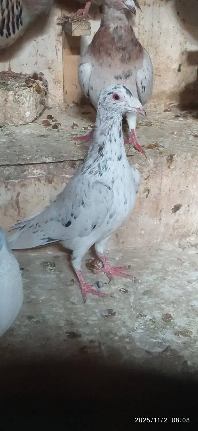 ۲کبوترنر|پرنده|ملکآباد, |دیوار