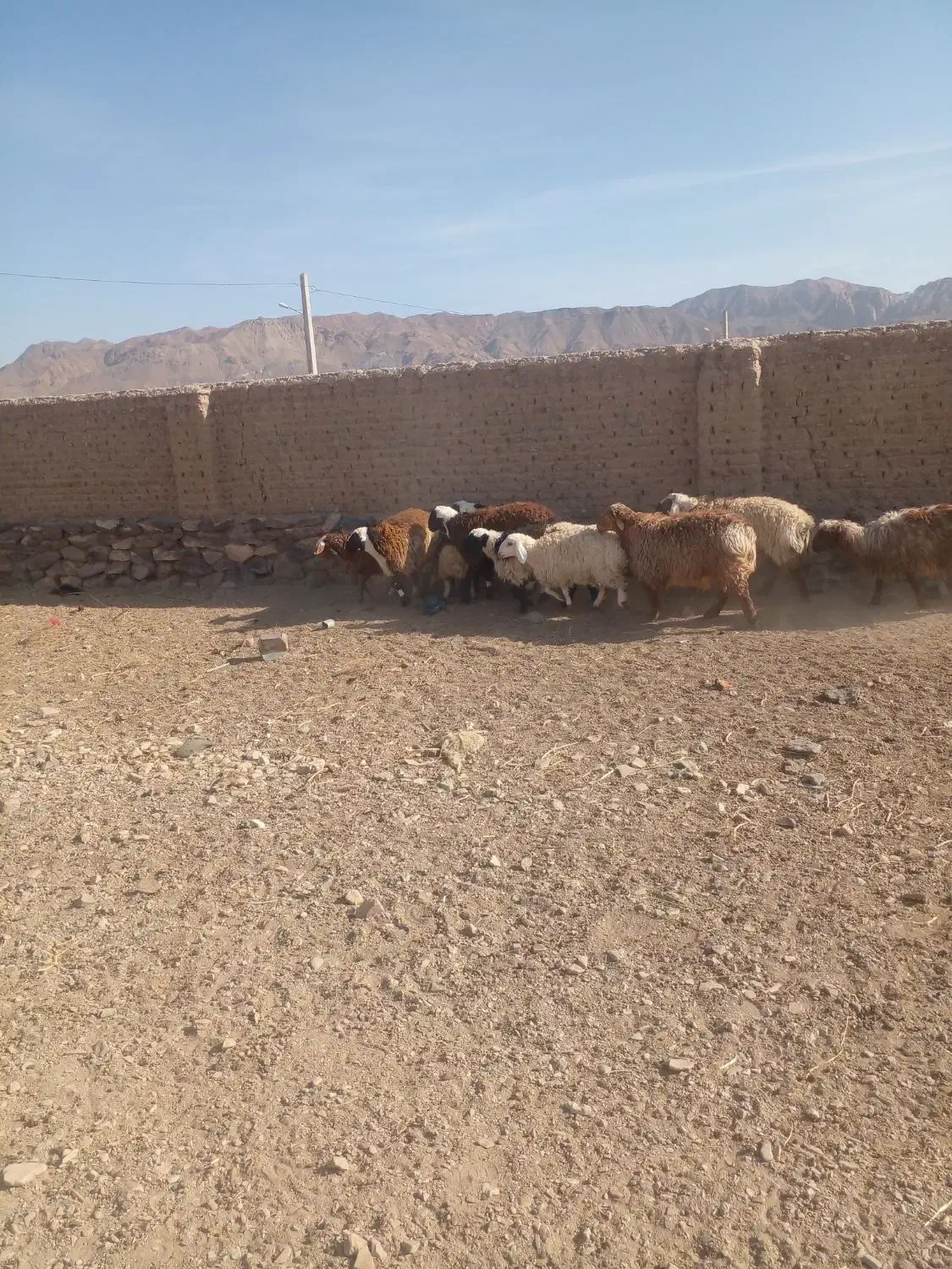 بره نر و ماده سفت چاق گوشتی|حیوانات مزرعه|درمیان, |دیوار