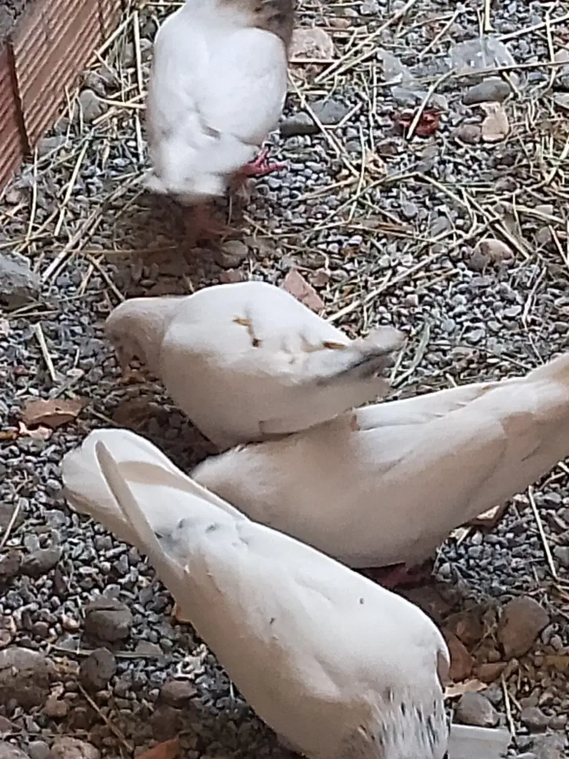 کفتر جفت شش صد مفت|پرنده|میناب, |دیوار