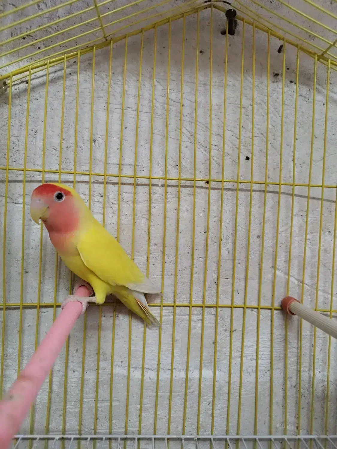 یک عدد پرنده کوتوله برزیلی ماده بالغ|پرنده|محلات, |دیوار