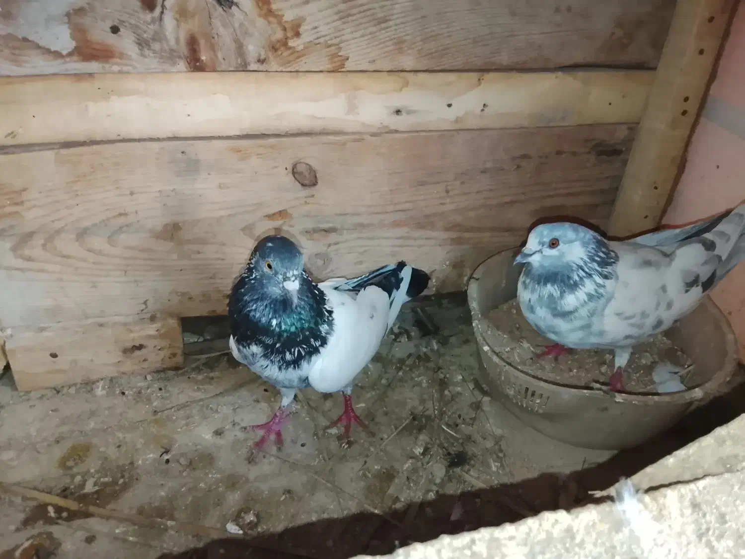 کبوتر|پرنده|قشم, |دیوار