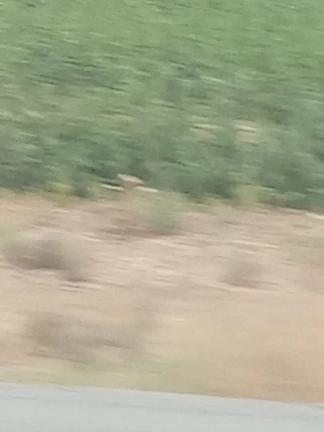 گلخانه|فروش دفتر صنعتی، کشاورزی، تجاری|برخوار, |دیوار