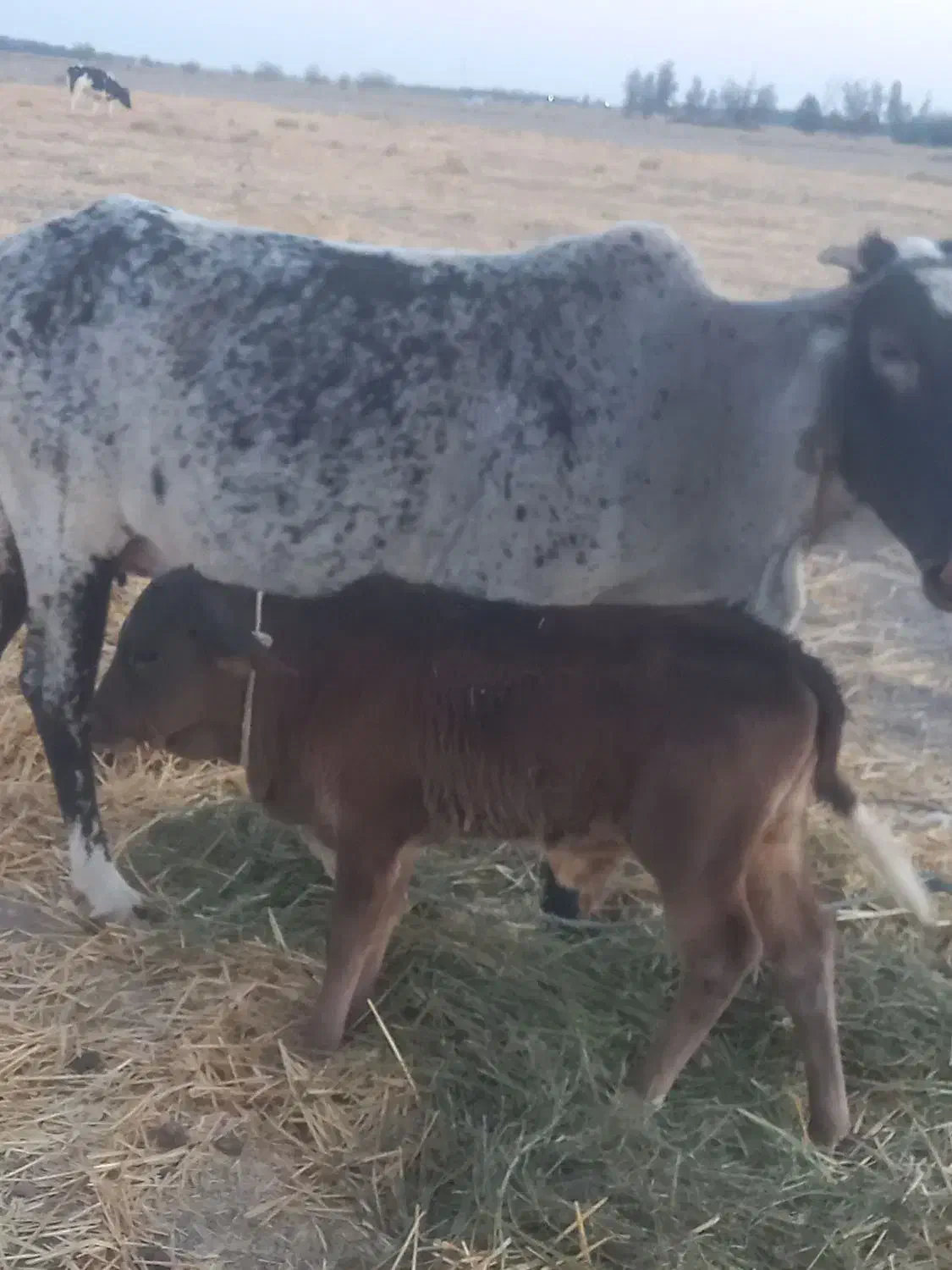 فقط معاوضه با گاو تازه زا شیری|حیوانات مزرعه|جازموریان, |دیوار