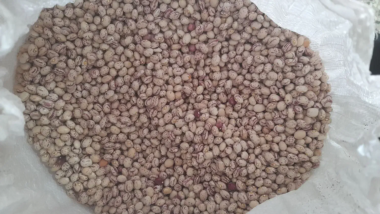 لوبیا چیتی|خوردنی و آشامیدنی|مرودشت, فرهنگ|دیوار