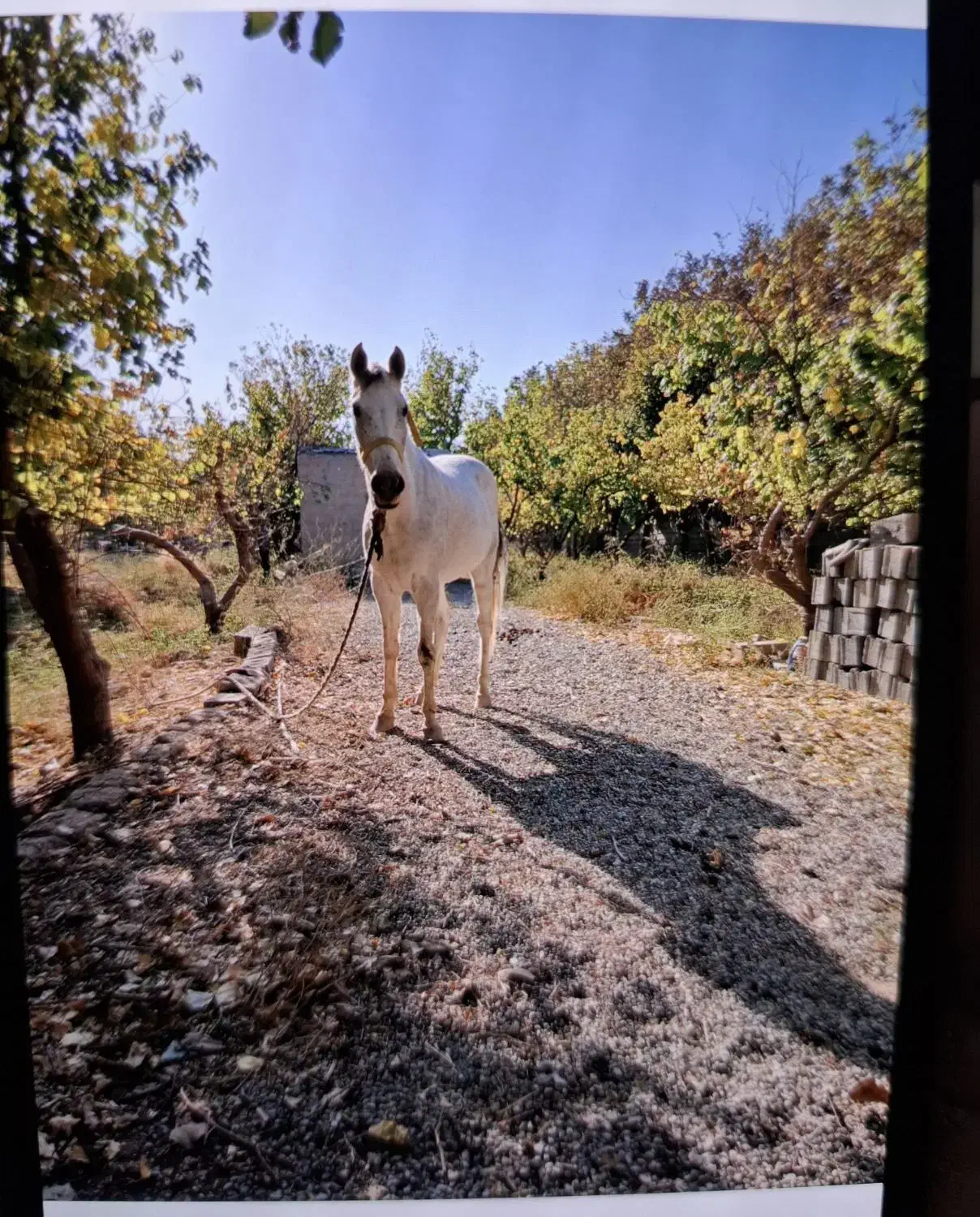 حیوانات،اسب،مادیون|اسب و تجهیزات اسب‌سواری|رباط‌کریم, منجیل آباد|دیوار