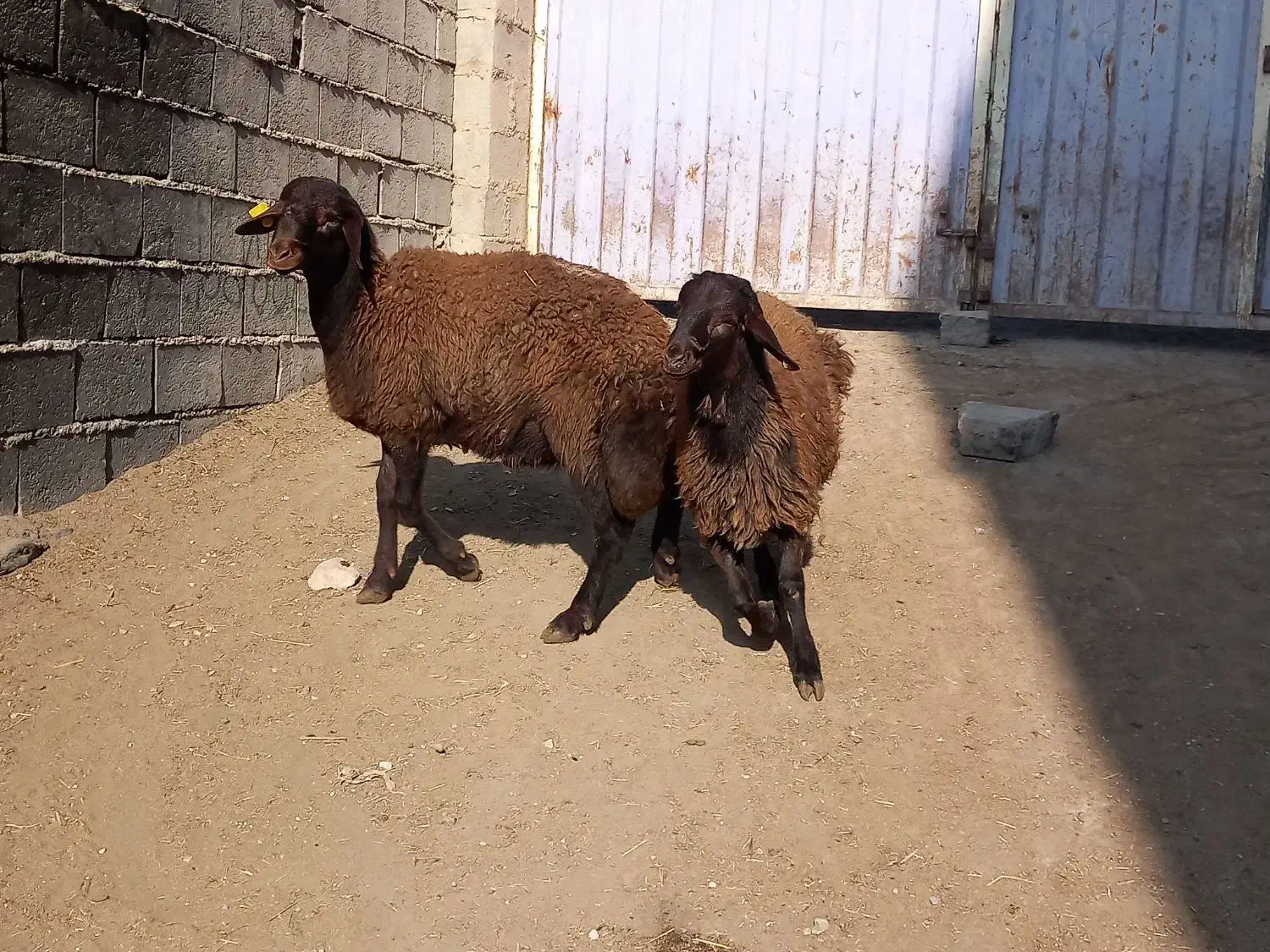 قوچ همو|حیوانات مزرعه|ماهنشان, |دیوار