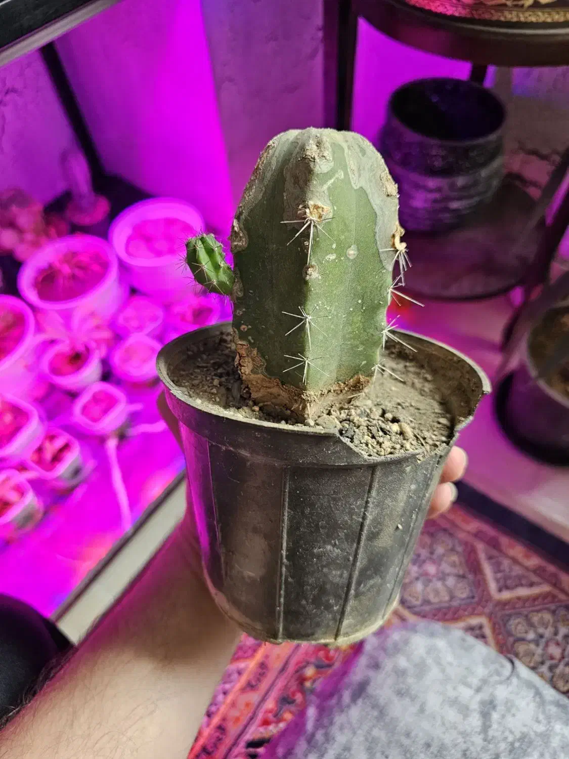 گل و کاکتوس ۲۰ تومن|گل و گیاه طبیعی|اراک, |دیوار