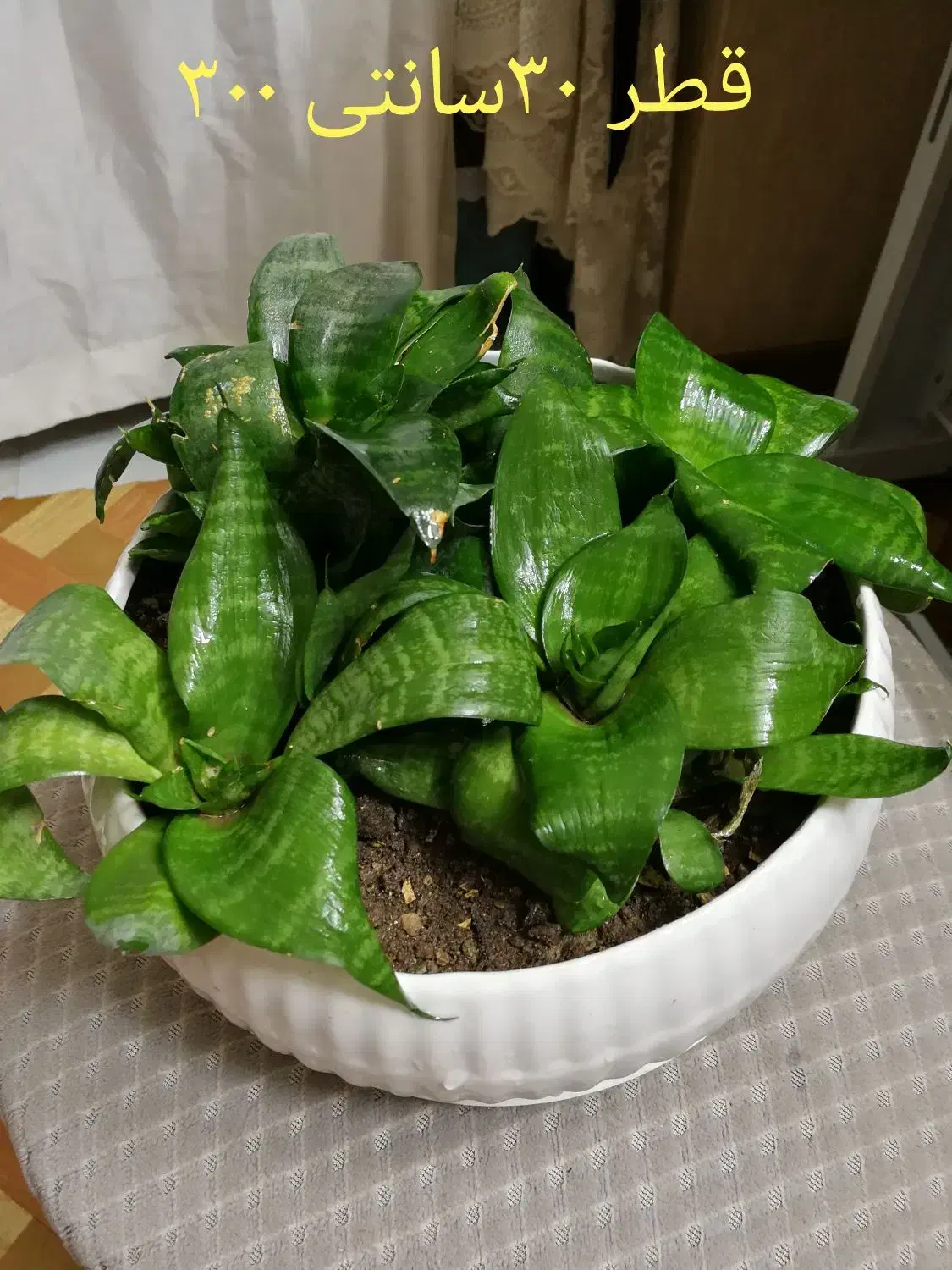 گلهای طبیعی ومصنوعی|گل مصنوعی|اصفهان, عسگریه|دیوار