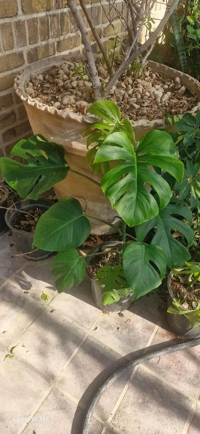 گل اپارتمانی|گل و گیاه طبیعی|مشکین‌دشت, |دیوار