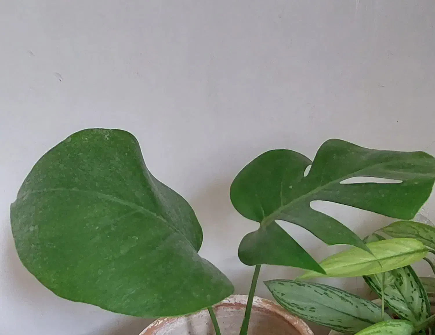 گل طبیعی|گل و گیاه طبیعی|الشتر, |دیوار