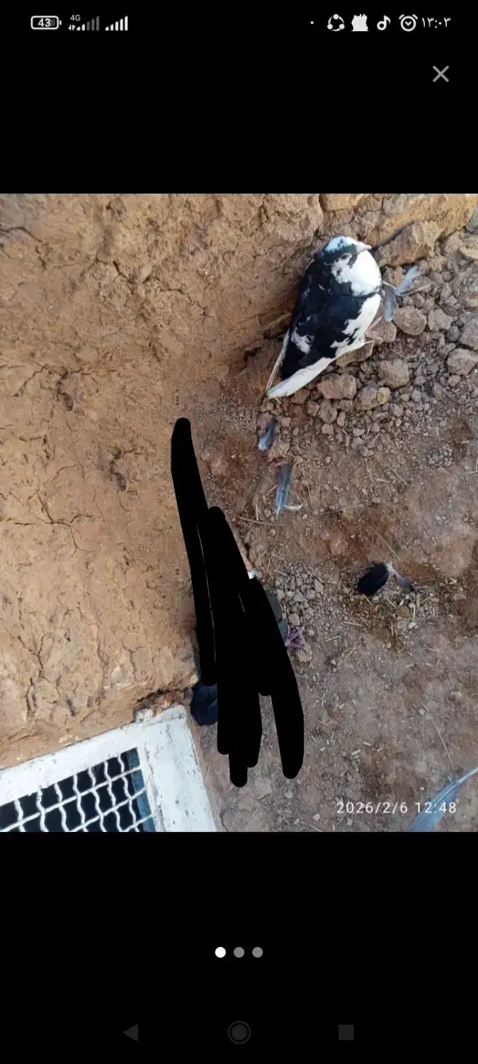 کفتر مفت|حراج|زرند, |دیوار